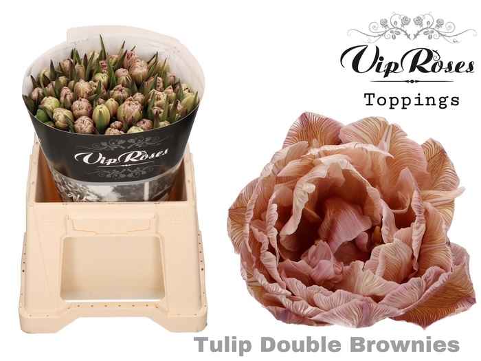 Tulipa do paint brownies