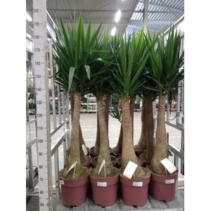 Yucca elephantipes   ...