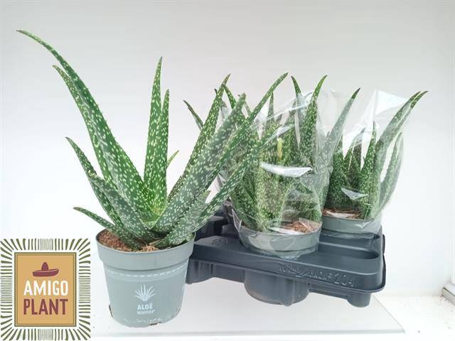 <h4>ALOE VERA</h4>