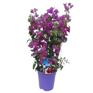 Bougainv. Alexandra rek
