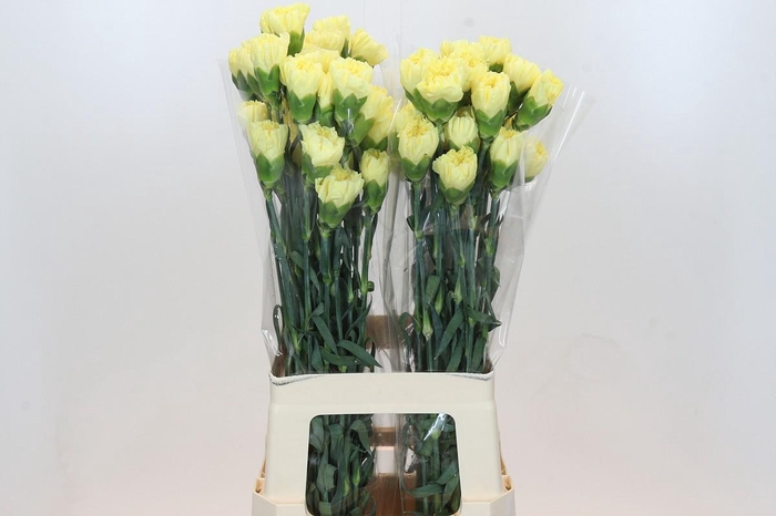 <h4>Dianthus St Ilias</h4>