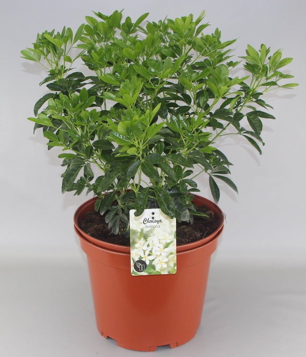 <h4>Choisya Ternata C10</h4>