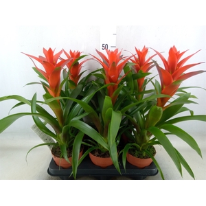 Guzmania  'Ostara'