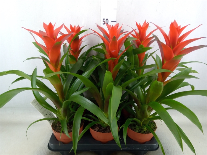 <h4>Guzmania  'Ostara'</h4>