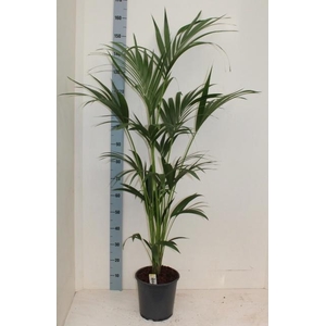 HOWEA FORSTERIANA