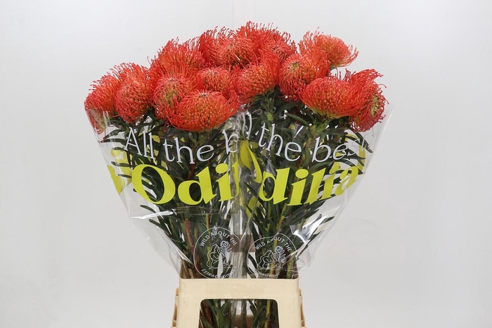 <h4>Nutans Succession</h4>