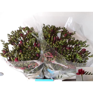 Freesia du Expression