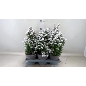 Chamaecyparis thyo. 'Top Point'