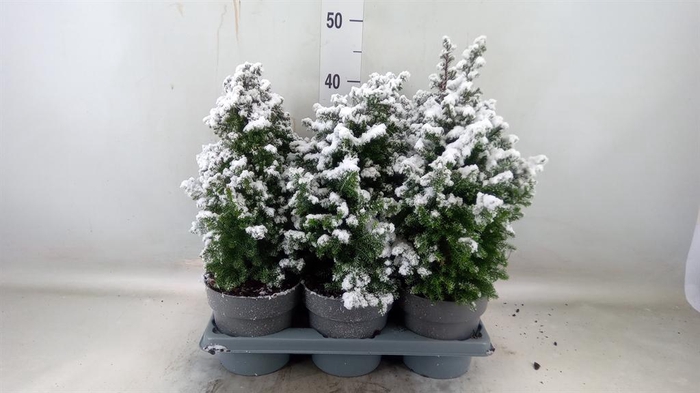 <h4>Chamaecyparis thyo. 'Top Point'</h4>