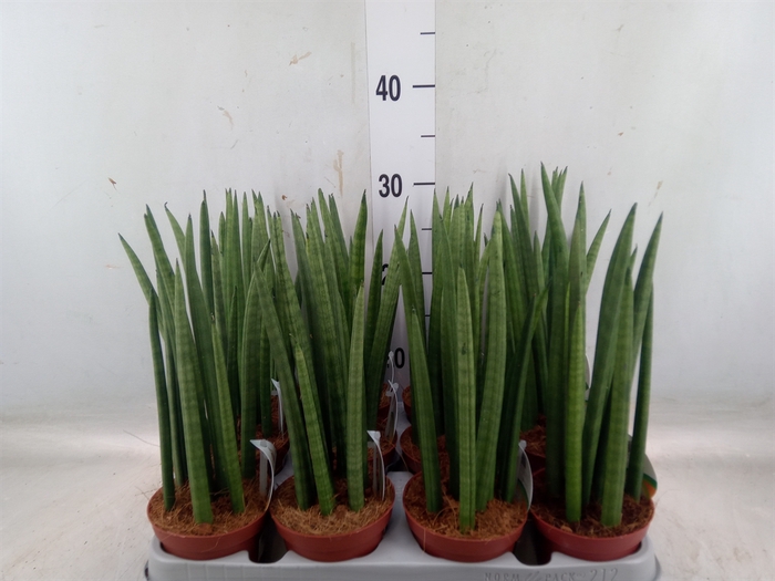 <h4>Sansevieria cyl.  ...</h4>