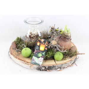 arr4 Amaryllis MB - Hout schijf 1wax led