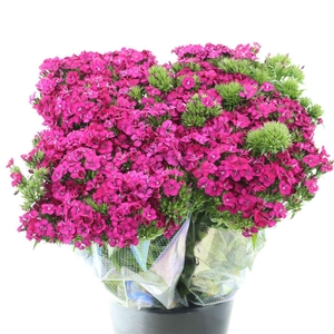 Di Barb Amazon Cherry Super X L