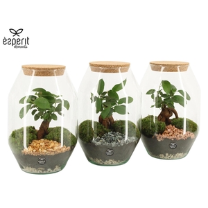 Arr.   Planten H%