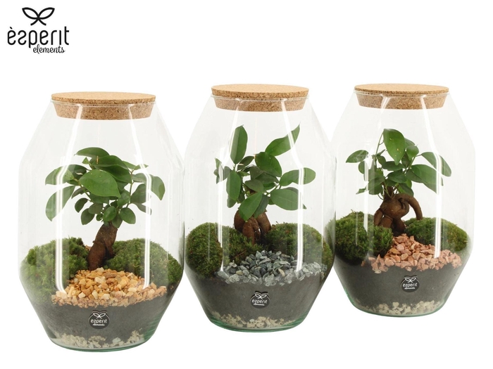 <h4>Arr.   Planten H%</h4>