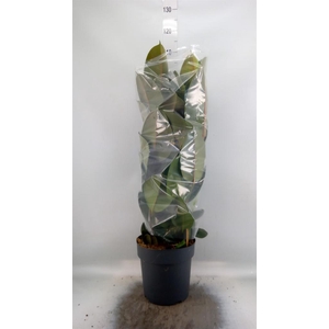 Ficus elastica 'Robusta'
