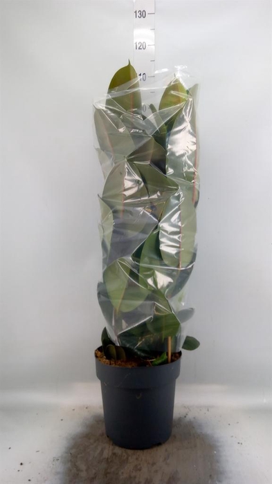 <h4>Ficus elastica 'Robusta'</h4>