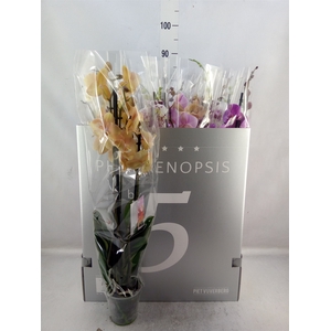Phalaenopsis   ...mix  6