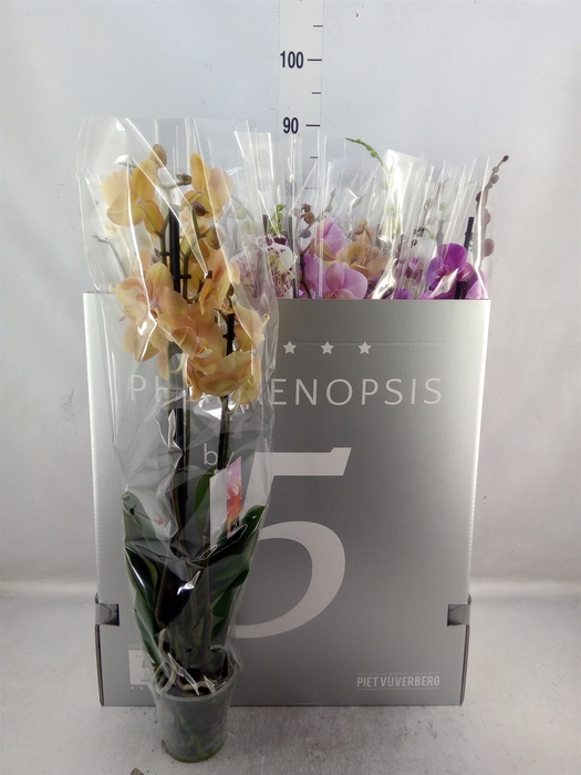 Phalaenopsis   ...mix  6