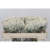 Ozothamnus Booming White