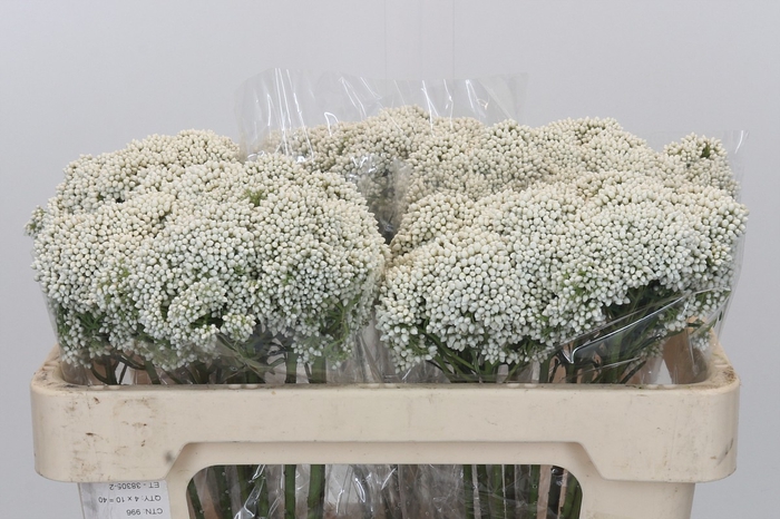 <h4>Ozothamnus Booming White</h4>