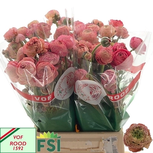 RAN AAZUR ANTIQ ROSE