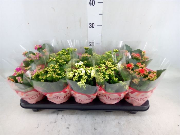 <h4>Kalanchoe blos.   ..rosebud mix  5</h4>