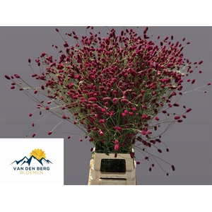 Sanguisorba Of Arnhem