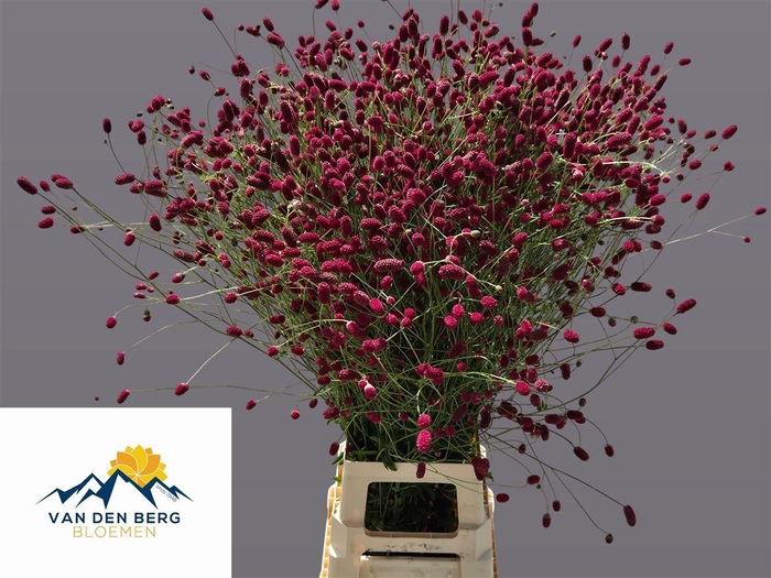 <h4>Sanguisorba Of Arnhem</h4>