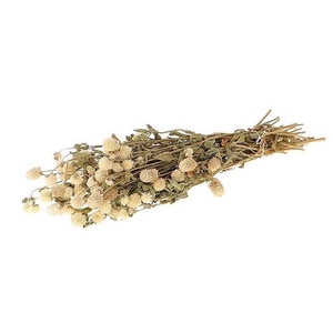 Bunch Gomphrena Slv 100g L55