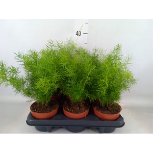 Asparagus dens. 'Sprengeri'