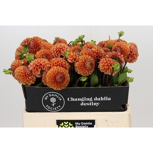 Dahlia Cornel Bronze