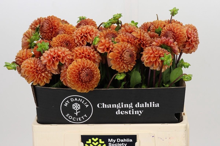 <h4>Dahlia Cornel Bronze</h4>