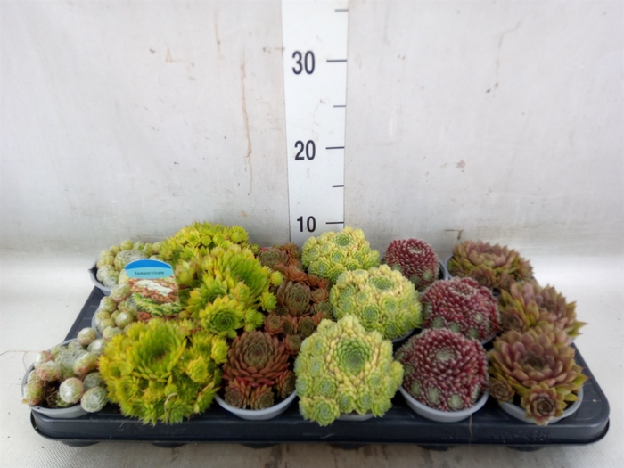 <h4>Sempervivum   ...mix</h4>