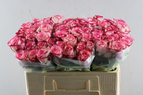 <h4>R Gr Paloma L 50</h4>