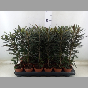Dizygotheca eleg. 'Castor'