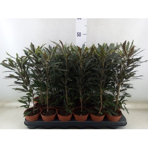 Dizygotheca eleg. 'Castor'