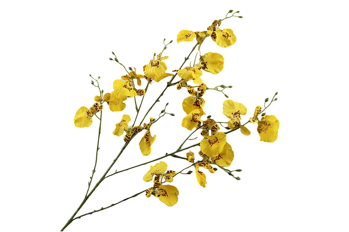 <h4>Orchid Oncidium Yellow FL440094YEL</h4>