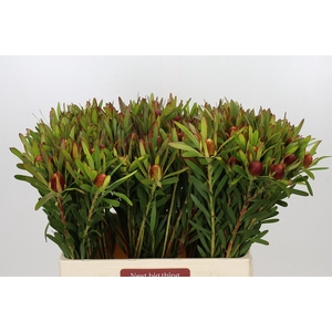 Leucadendron Ayoba Cherry Pearl