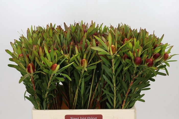 <h4>Leucadendron Ayoba Cherry Pearl</h4>