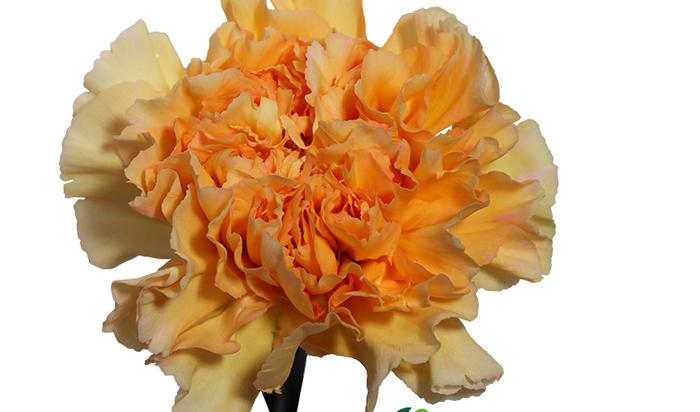 <h4>CRAVO CRIMEA 070 CM</h4>