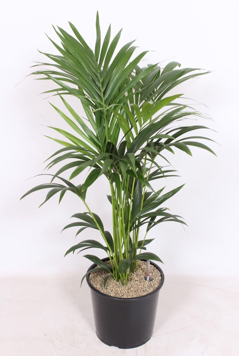<h4>Howea forsteriana 6 per pot</h4>