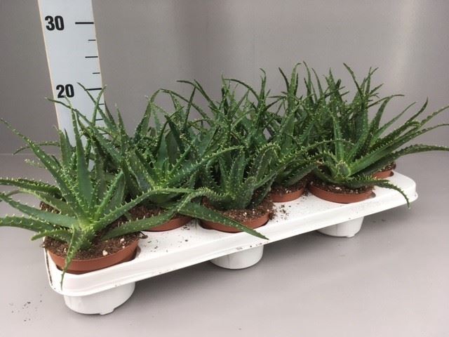 <h4>Aloe arborescens</h4>