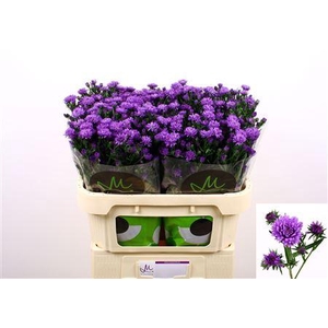 AST ASTEE DARK MILKA