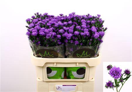 <h4>AST ASTEE DARK MILKA</h4>