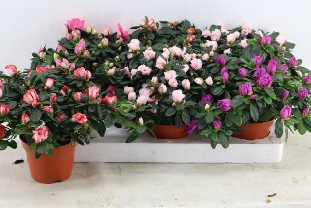 <h4>RHODO SI GEM</h4>