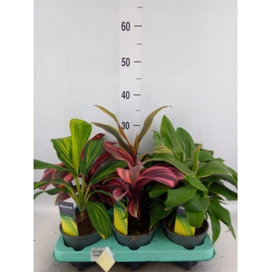 Cordyline   ...mix