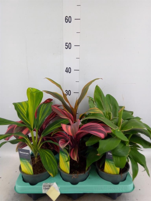 <h4>Cordyline   ...mix</h4>