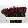 Leucadendron Saf Sunset Dark Red