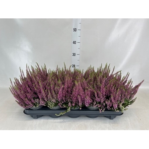 Calluna vulg. 'Beauty L Lianne'
