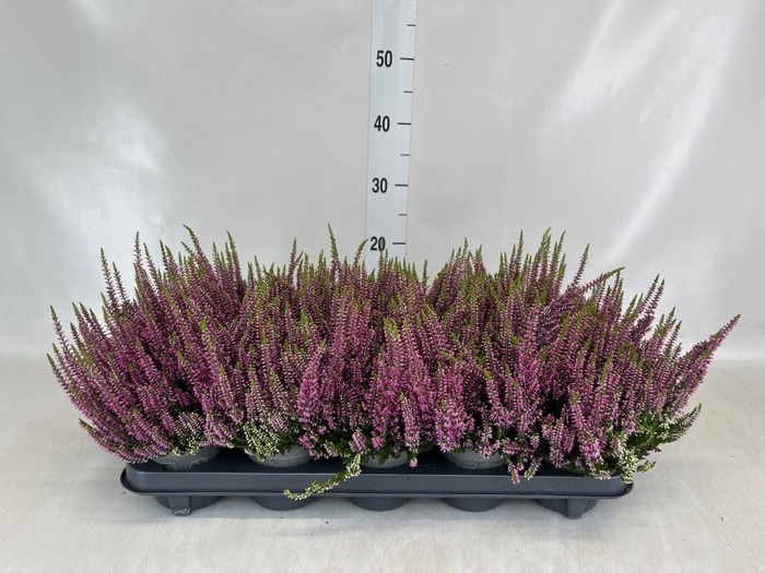<h4>Calluna vulg. 'Beauty L Lianne'</h4>